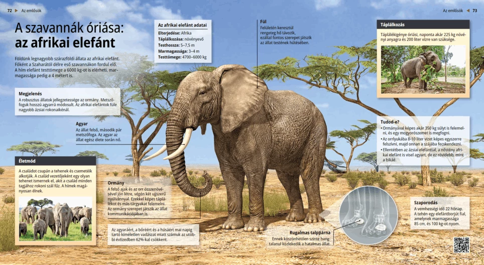 The African Elephant: Giant of the Savanna
