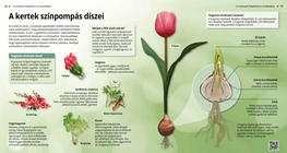 Colourful Flowers in the Garden