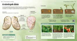 The Life Cycle of Plants