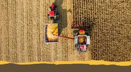 Оброблювані культури