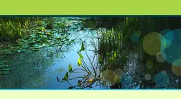 Водні рослини