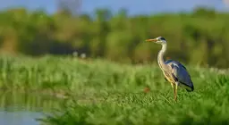 Життя у воді та на березі