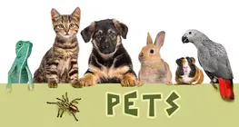 Pets