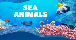 Sea Animals
