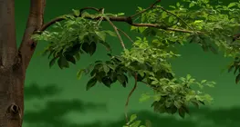 Який охолоджувальний ефект має дерево?
