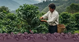 Fair trade