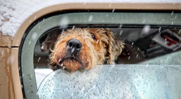 Проєкт Погода