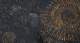 Живі скам'янілості