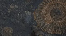 Живі скам'янілості