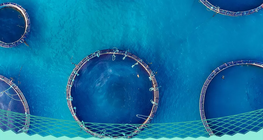 Is fish farming the solution to overfishing?