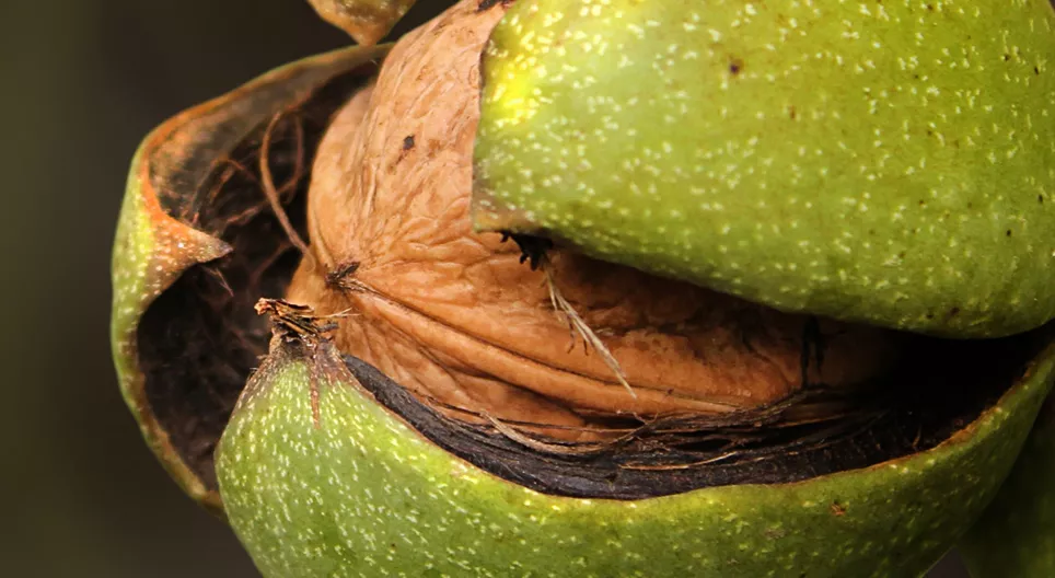 Посадіть дерево волоського горіха для своїх онуків