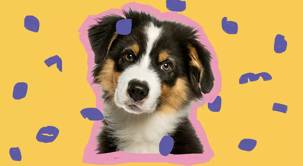 Чи хотіли б ви, отримати цуценя?