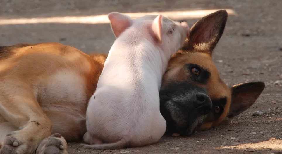 Чи правда, що свині розумніші за собак?
