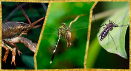 Водні членистоногі