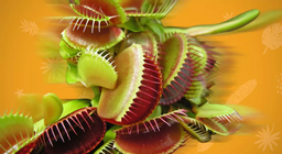 Чи рухаються рослини?