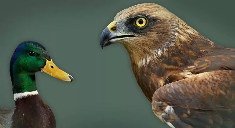 Водоплавні та берегові птахи