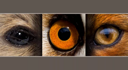 Гризуни та хижаки