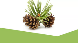 Світ вічнозелених