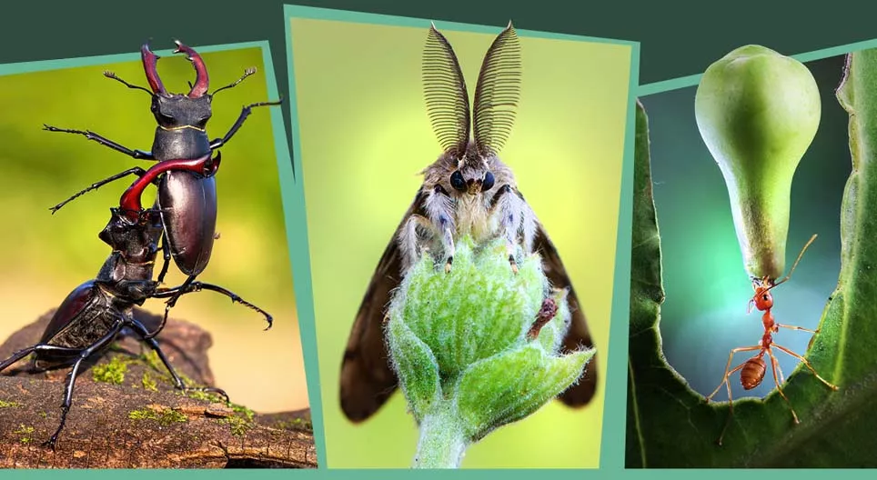 Комахи лісу