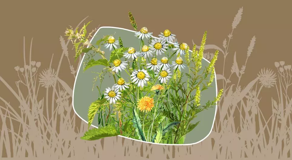 Бур’ян чи лікарська рослина?