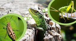 Комахи проти комахоїдних