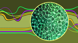 Стоячі хвилі