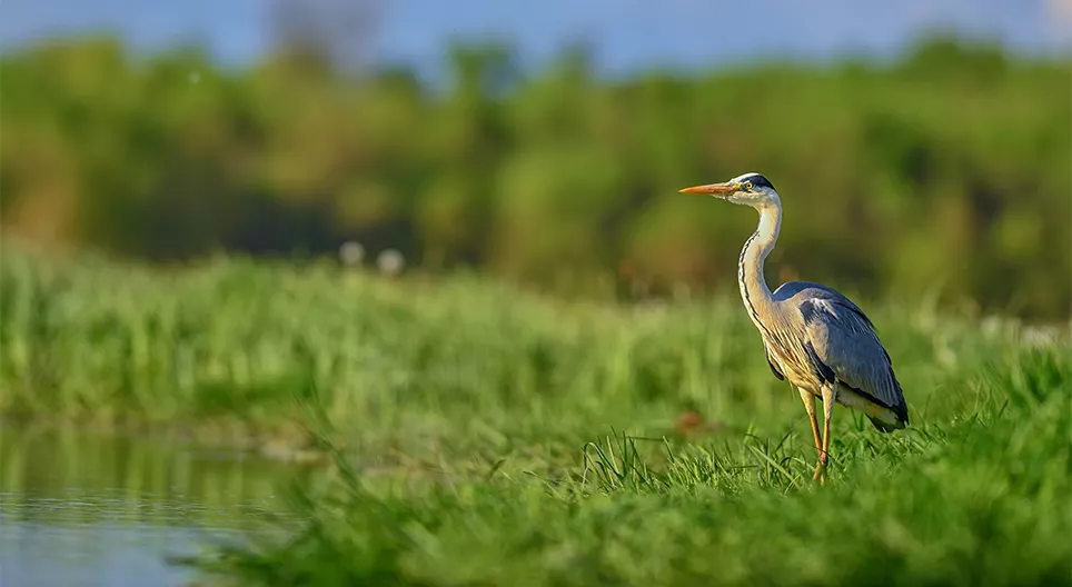 Життя у воді та на березі