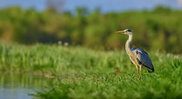 Життя у воді та на березі