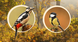 Птахи, які гніздяться на деревах