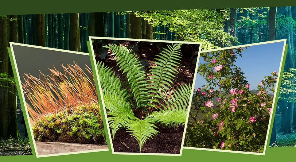 У світлі і в тіні