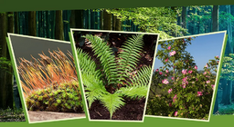 У світлі і в тіні