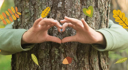 Екосистема лісів