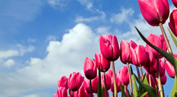 Ви коли-небудь гуляли по тюльпановому полю?