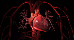 Система кровообігу