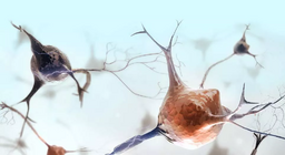 Які особливості нервової тканини?