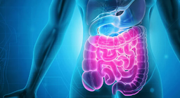 Травна система Частина 2: Тонка і товста кишка