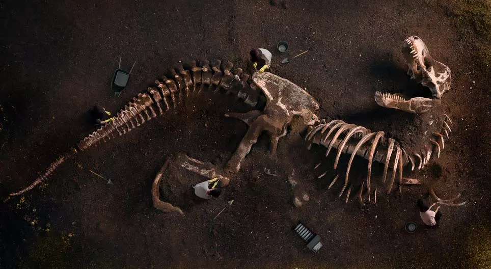 Що нам можуть розповісти скам’янілості?