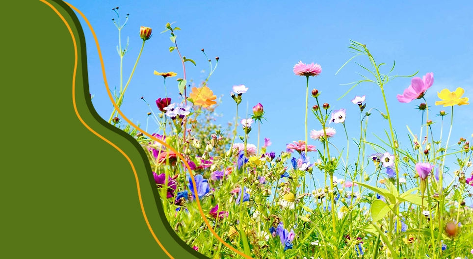 Життєвий цикл квітучих рослин