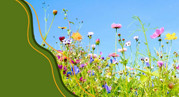 Життєвий цикл квітучих рослин