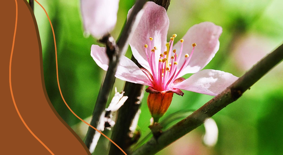 Будова рослин