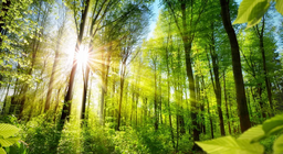 Дізнаймося, який багатоликий ліс.