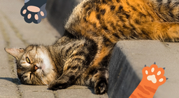 Наші муркотливі друзі