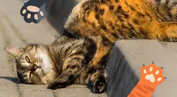 Наші муркотливі друзі