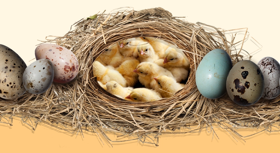 Таємниця яєць