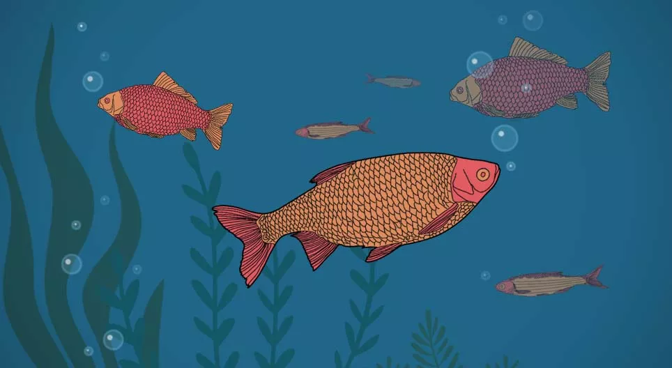 Чи п'є риба воду?