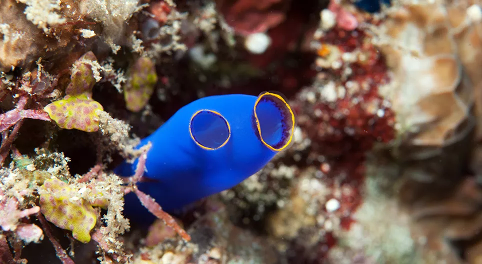 Покривники