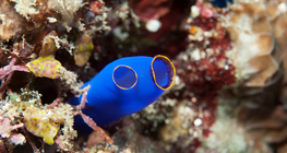 Покривники