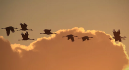 Як літають птахи? Частина 3
