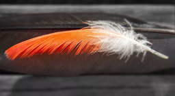 Що було першим, пір'їна чи птах?