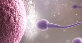 Яйцеклітина та сперматозоїди